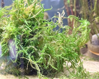 Java Moss Portion - 4 oz Live Aquarium Moss