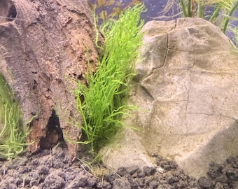 Spiky Moss Portion - 4 oz Live Aquarium Moss