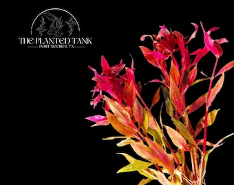Alternanthera Reineckii “Variegated” - Live Potted Aquarium Stem Plant