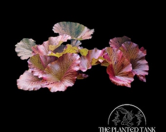 Dwarf Red Tiger Lotus - Live Aquarium Plant - Easy - Shrimp Safe