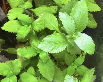 Low Light Aquarium Plant Bundle – 5 Easy Live Plants + Digital Guide