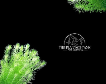 Fresh Cut Mayaca Fluviatilis Bunches - Live Aquarium Stem Plant