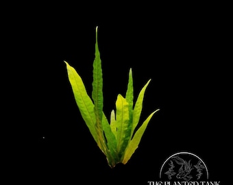 Java Fern - Easy Live Aquarium Plant