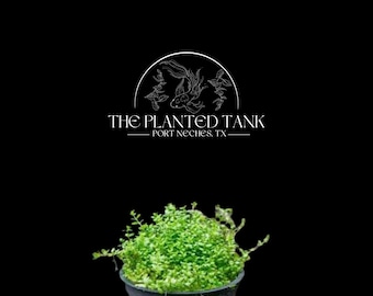 Dwarf Baby Tears - Live Aquarium Plant