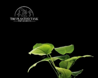 Anubias Barteri “Broadleaf” - Medium Bare Root Live Aquarium Plant