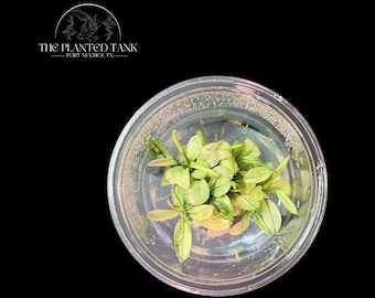 Anubias Nana “Ice” Tissue Culture Cup - Live Aquarium Plant