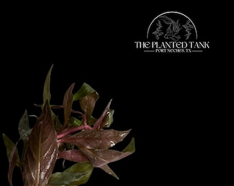 Alternanthera reineckii “Scarlet Temple” - Live Potted Aquarium Plant