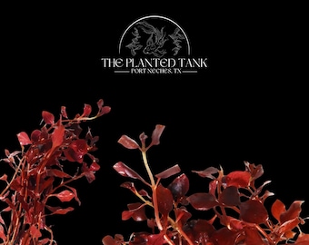 Ludwigia Palustris ~ “Triple Red"