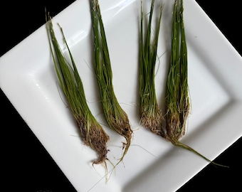 Dwarf Hairgrass - Live Aquarium Carpeting Plant