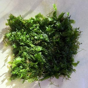May include: A dense, square-shaped patch of vibrant green moss featuring intricate, fern-like fronds and delicate, branching stems. The plant displays varying shades of deep forest green and bright lime, with a textured, layered appearance.
