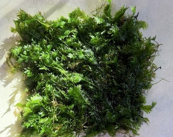 Phoenix Moss Mat - Spiky Palm-Like Aquarium Moss (Fissidens 'Nobilis') (3x3") - Buy 2 Get 1 Free