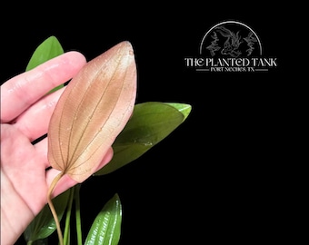 Pink Miracle Sword - Live Aquarium Plant