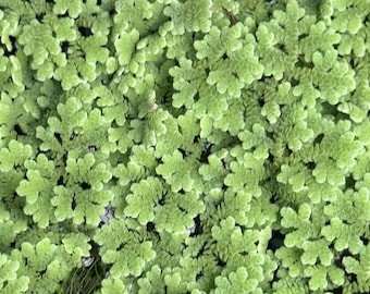 Fairy Moss - Mosquito Fern - Azolla Caroliniana - Live Aquarium Pond Plants & Chicken Treat