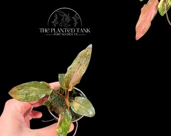 Florida Sunset Cryptocoryne - Live Aquarium Plant