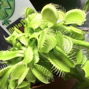 Venus Flytrap Live Carnivorous Plant | Dionaea Muscipula in 3” Pot Venus Fly Trap Bog Plant Buy 2 Get 1 Free