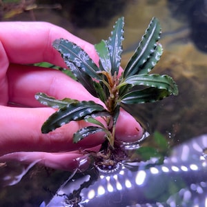 May include: A small aquatic plant with dark green, elongated, and wavy-edged leaves. The plant features a central stem with multiple pointed leaves radiating outward, and a small root system visible at the base, partially submerged in water.