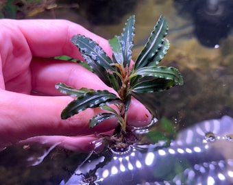 Bucephalandra ‘Bilbis Blue’ - Live Aquatic Plant - Buy 2 Get 1 Free