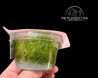 Spiky Moss Tissue Culture Cup - Live Aquarium Moss
