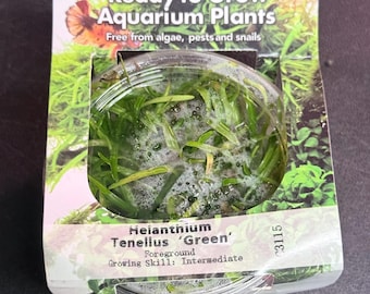 Helanthium Tenellum (Dwarf Chain Sword) - 4oz Tissue Culture Cups - Rare Carpeting Plant - Live Aquarium Plants - Pest Free, No Snails Ever!
