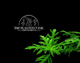 Water Wisteria - Live Aquarium Plants