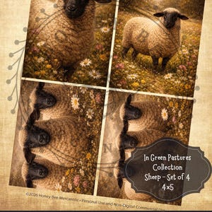 Könnte beinhalten: Vier Drucke im Format 10x13 cm zeigen Schafe auf einer Blumenwiese. Die Schafe haben schwarze Gesichter und Ohren, mit hellbrauner Wolle. Die Drucke stammen aus der "In Green Pastures Collection".