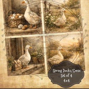 May include: Set of four 4x4 inch prints featuring ducks and geese in a vintage style. Each print showcases a different scene, including a goose near a basket of eggs, and a goose near a fence. The prints are labeled "Spring Ducks/Geese".
