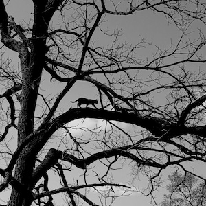 May include: A black silhouette of a cat walking along a thick, bare tree branch. The tree has many intricate, leafless limbs extending outward against a light gray sky. The entire scene is captured in high-contrast black and white photography.