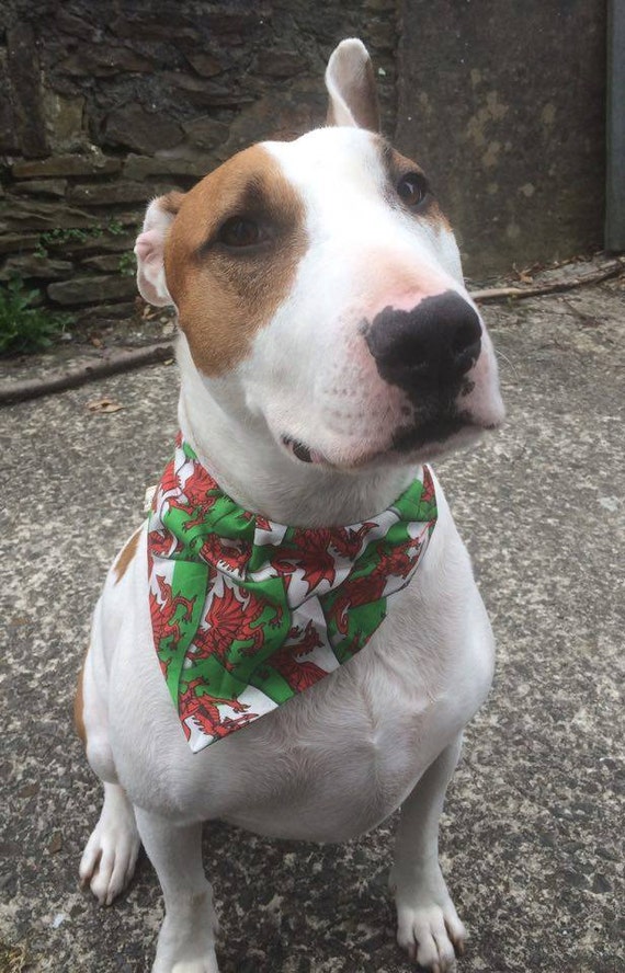 dog neckerchief collar