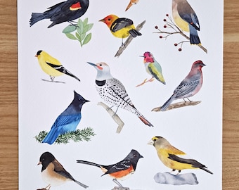 Backyard Birds of the Pacific Northwest Art Print / Washington State ...