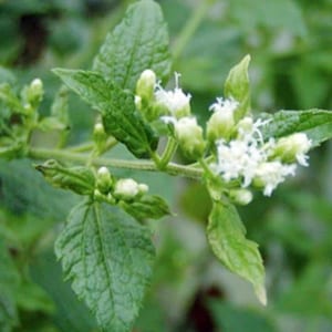 May include: A plant stem featuring serrated, bright green leaves and clusters of small, white, tubular flowers. The foliage displays a distinct veined texture, while the delicate blossoms are arranged in dense, branching inflorescences.