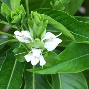 May include: A flowering plant featuring vibrant green, lance-shaped leaves with prominent veins. The central bloom consists of delicate white petals with subtle purple markings, surrounded by tight, layered green bracts at the stem apex.
