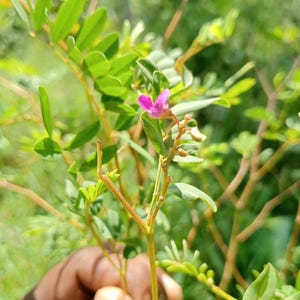 Peut inclure: Une plante aux tiges vert clair fines et aux petites feuilles ovales disposées par paires le long des branches. Une unique petite fleur magenta vive aux pétales délicats s'épanouit au centre du feuillage vert luxuriant.