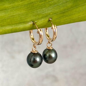Puede incluir: Un par de pendientes de aro dorados con gotas de perlas de color gris verdoso oscuro. Los pendientes cuelgan de una hoja verde sobre un fondo gris claro. Las perlas son redondas y tienen un brillo lustroso.