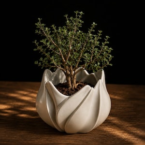 Puede incluir: Un pequeño arbusto verde con ramas finas y marrones plantado en una maceta de cerámica blanca. La maceta presenta un diseño esculpido de pétalos superpuestos que se curvan hacia arriba alrededor de la base, con tierra oscura visible.