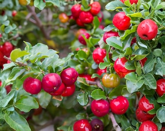 May include: A vibrant acerola cherry tree branch laden with numerous small, round, bright red fruits and glossy green leaves. The cherries are smooth and shiny, clustered among the dense foliage, with some fruits showing a slight yellow tint.