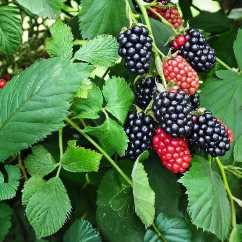 May include: A cluster of blackberries growing on a green leafy vine. The fruit varies in color from deep black to bright red, showing different stages of ripeness. The berries are composed of small, rounded drupelets with a textured surface.