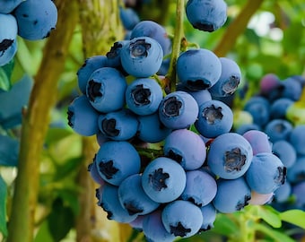 May include: A cluster of ripe, round blueberries hanging from a green stem. The berries are deep blue with a dusty, matte finish and a small, dark, star-shaped calyx at the base. The fruit is densely packed on the branch amidst green foliage.