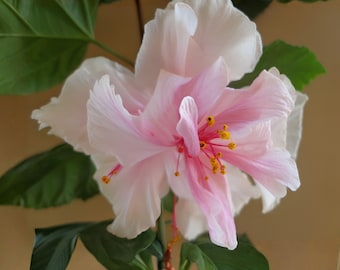 May include: A large, ruffled hibiscus flower with delicate white petals that transition into a soft pink center. The bloom features a prominent central stamen with bright yellow pollen-tipped anthers, surrounded by deep green, serrated leaves.