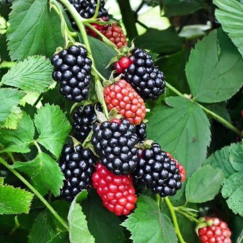 May include: A cluster of blackberries on a green leafy vine, showing various stages of ripeness from deep black to bright red. The berries are composed of small, rounded drupelets, with some fully mature and dark, while others remain firm and red.