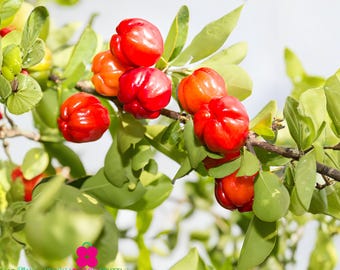 May include: A branch of a Barbados cherry tree featuring multiple bright red, lobed fruits hanging among vibrant green leaves. The small, round, shiny cherries are clustered along the woody stem, displaying a smooth texture and deep red color.