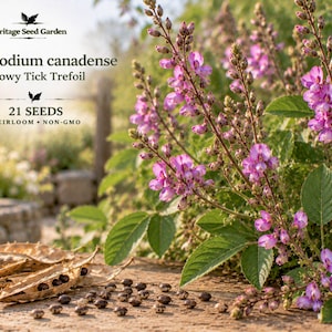 May include: A packet of 21 Desmodium canadense Showy Tick Trefoil seeds from Heritage Seed Garden. The image displays the plant with vibrant purple flowers and green leaves, alongside several dried seed pods and small dark seeds on a stone surface.