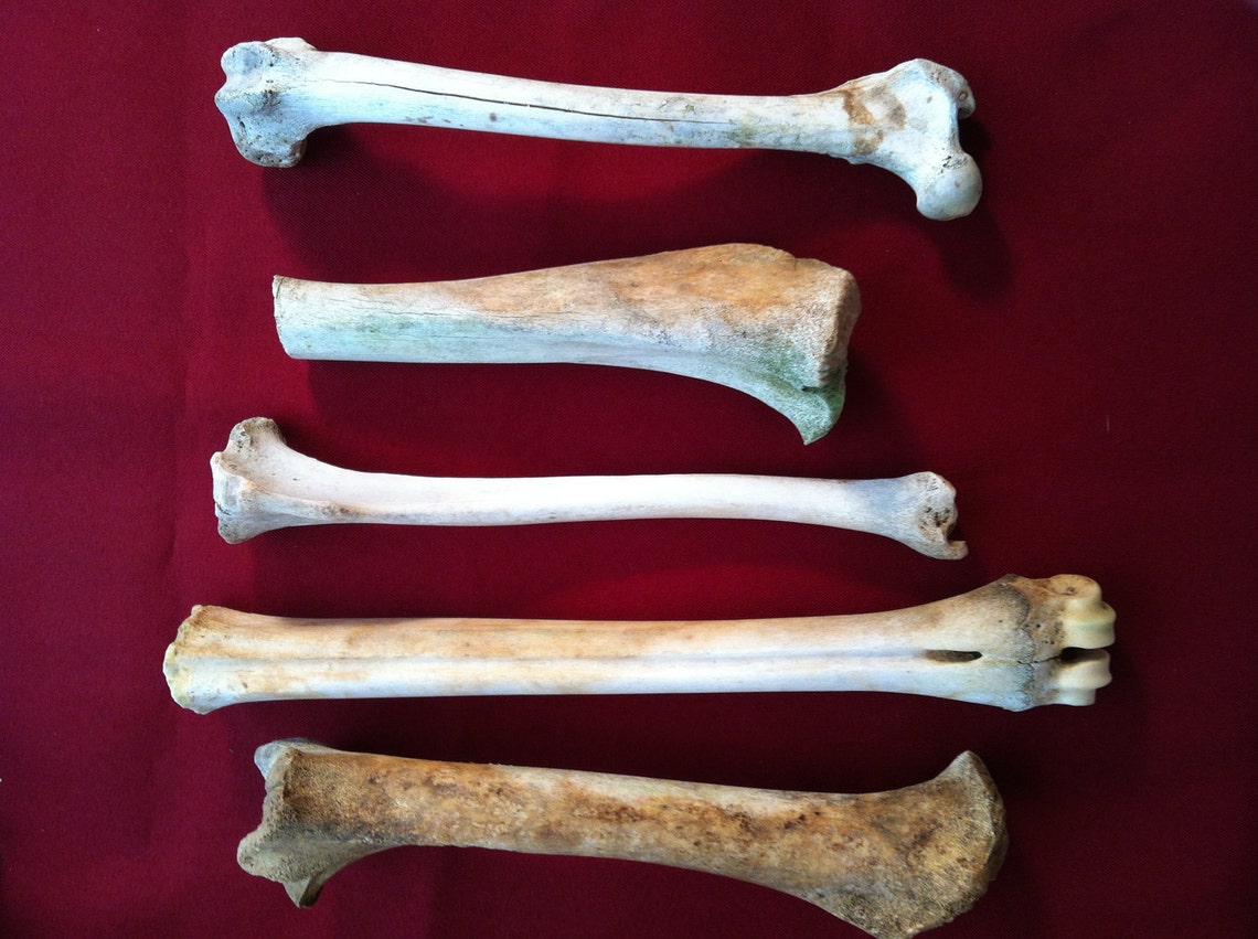 Lot of Assorted Animal Leg Bones | Etsy