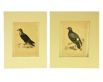 Victorian engravings Carrier and Rock pigeon colour prints Bird pictures Ornithology Natural History book plates