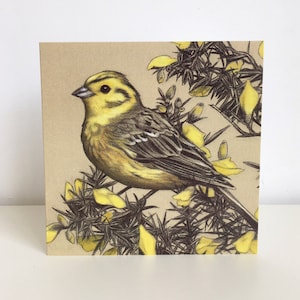 Cartão Yellowhammer em um Gorse Bush