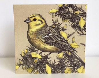 Yellowhammer sur une carte de voeux Gorse Bush