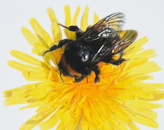 Dandelion Bee - Mounted Print