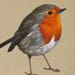 Robin Redbreast Mounted Print - Etsy UK