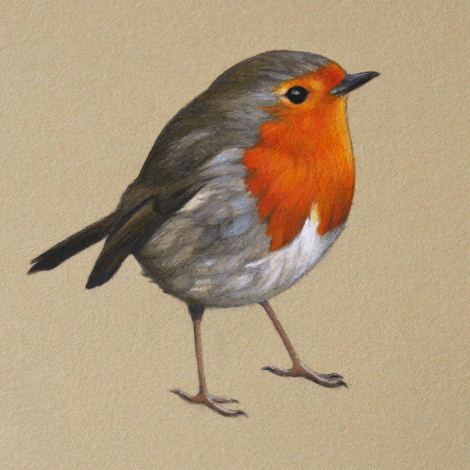 Robin Redbreast Mounted Print - Etsy UK