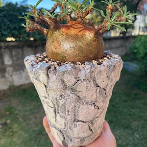Op de afbeelding: Een Pachypodium-vetplant met een grote, bolvormige, beige caudex en meerdere stekelige, vertakte stengels met trossen smalle groene bladeren, geplant in een gestructureerde, lichtgrijze keramische pot met een gebarsten patroon.