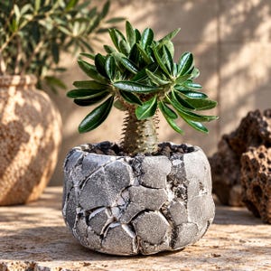 Könnte beinhalten: Eine Pachypodium-Sukkulente mit einem dicken, dornigen, hellen Stamm und dunkelgrünen, glänzenden, lanzettlichen Blättern. Die Pflanze steht in einem runden, strukturierten Keramiktopf mit einem grau-weißen Mosaikmuster aus Steinoptik.